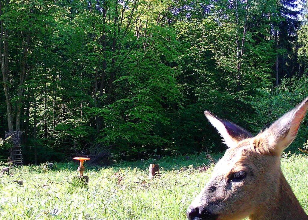 Die Kamera ist interessanter als der Wildlutscher